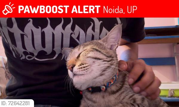 Lost Female Cat last seen Bercos Noida sector 12, Noida, UP 