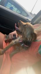 Found/Stray Female Dog last seen Sheetz, Cameron, NC 28326