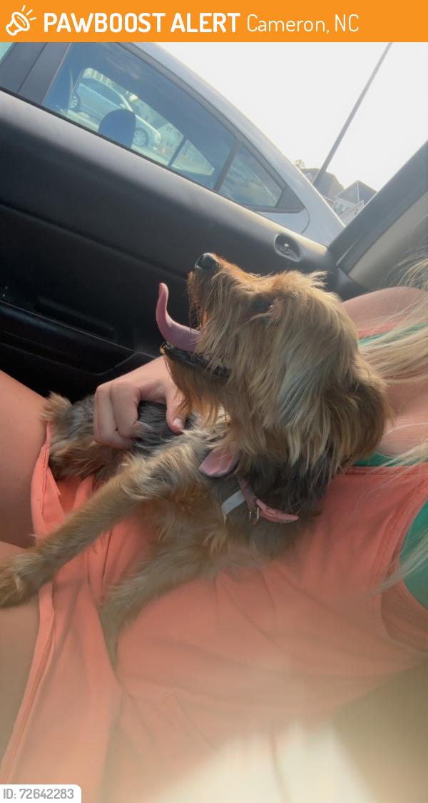 Found/Stray Female Dog last seen Sheetz, Cameron, NC 28326