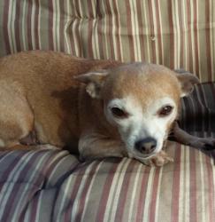 Lost Female Dog last seen John St & Westward , La Marque, TX 77568