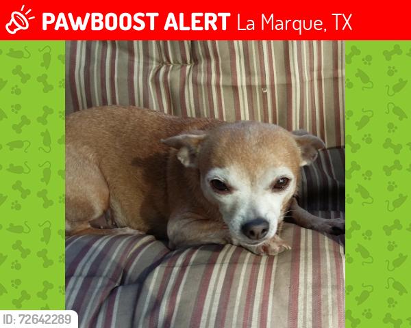 Lost Female Dog last seen John St & Westward , La Marque, TX 77568