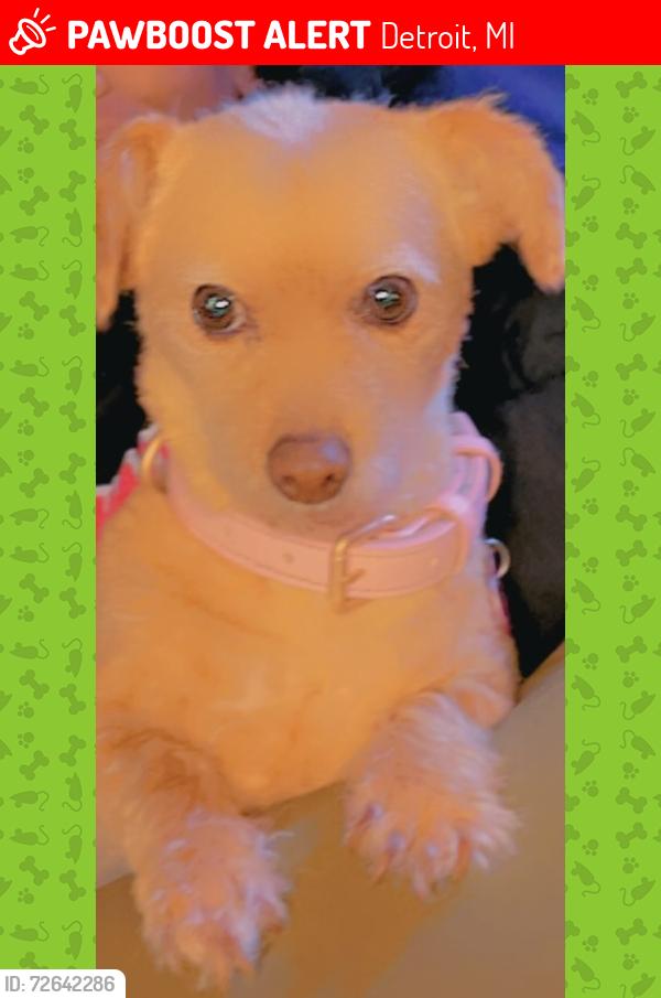 Lost Female Dog last seen Near the prevost area , Detroit, MI 48235