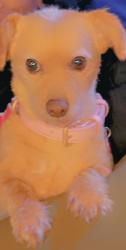 Lost Female Dog last seen Near the prevost area , Detroit, MI 48235