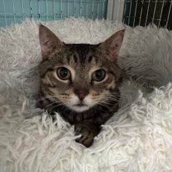 Shelter Stray Male Cat last seen , Port Richey, FL 34653