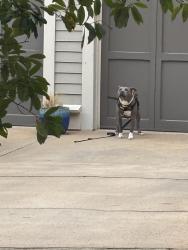 Found/Stray Female Dog last seen Oak Grove subdivision , Athens, GA 30609