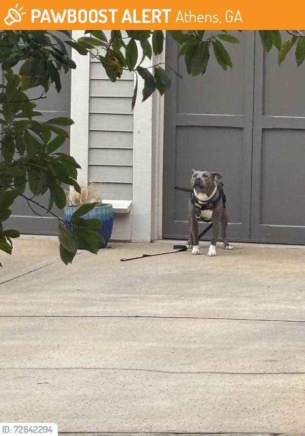 Found/Stray Female Dog last seen Oak Grove subdivision , Athens, GA 30609