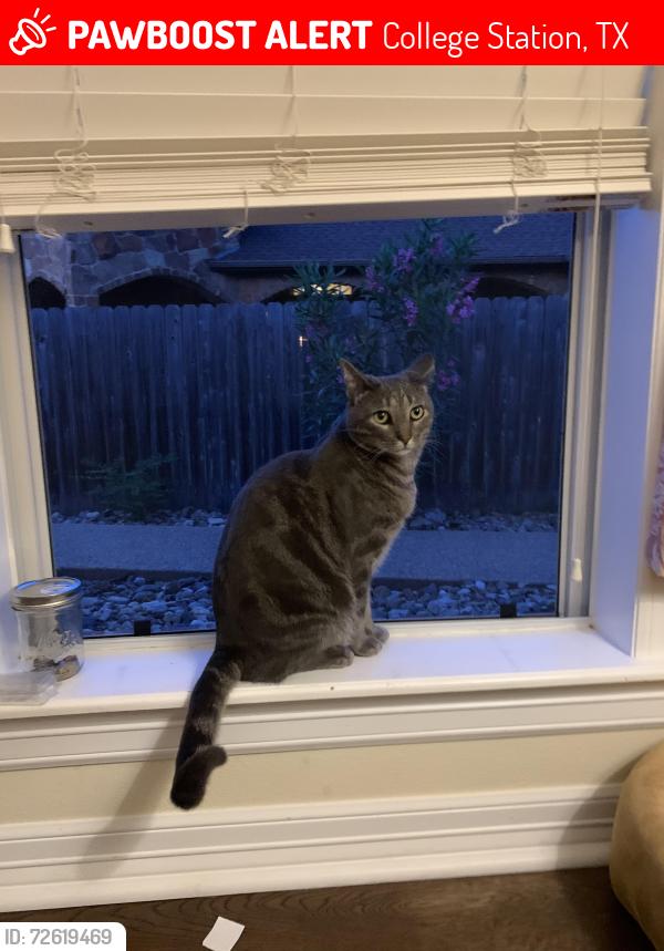 Lost Male Cat last seen Pebble creek , College Station, TX 77845
