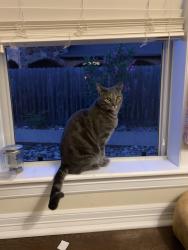 Lost Male Cat last seen Pebble creek , College Station, TX 77845