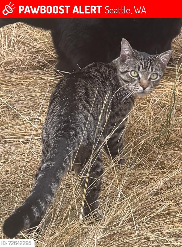 Lost Male Cat last seen NW 59th st and 8th ave nw, Seattle, WA 98107