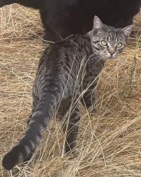 Lost Male Cat last seen NW 59th st and 8th ave nw, Seattle, WA 98107