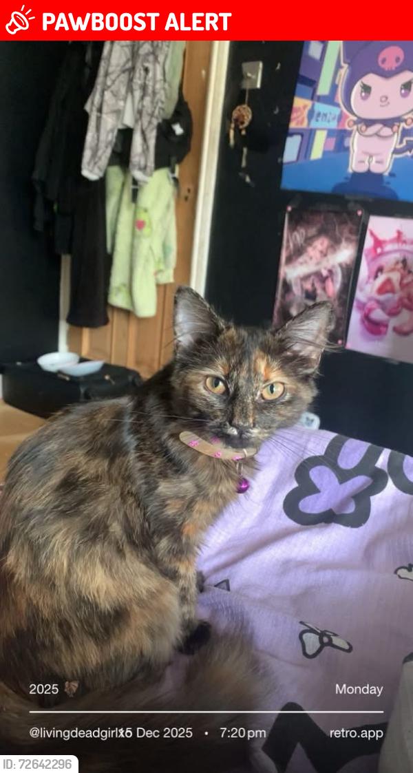 Lost Female Cat last seen Farmworth grove , West Midlands, England B36 9JA
