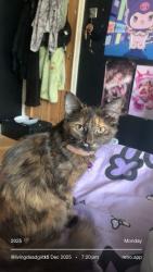 Lost Female Cat last seen Farmworth grove , West Midlands, England B36 9JA