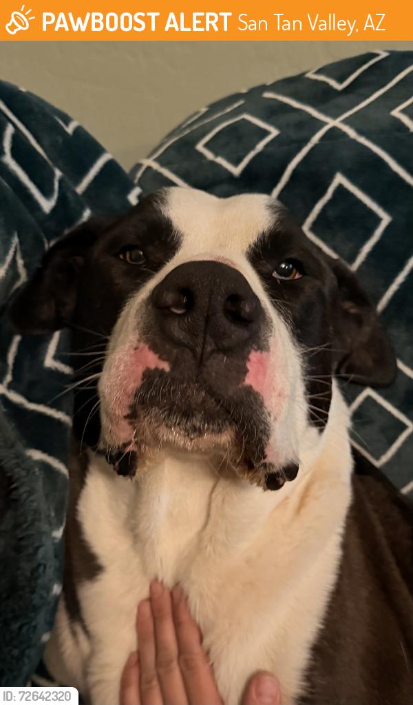 Found/Stray Male Dog last seen Meadow mist & Jodi lane, San Tan Valley, AZ 85140