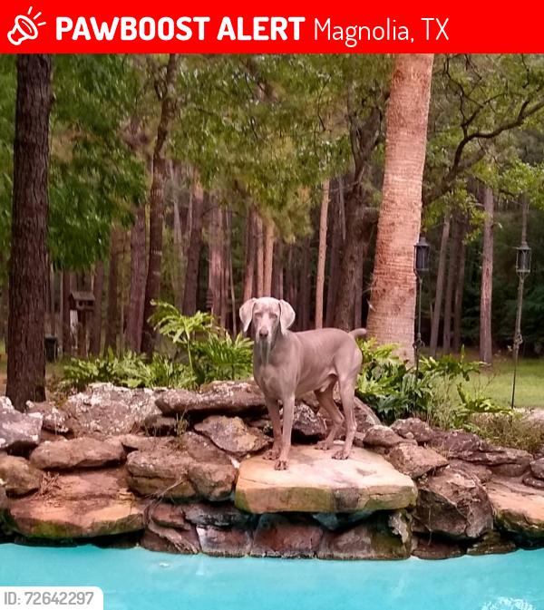 Lost Male Dog last seen Ranch Lake Dr, Magnolia, TX 77354