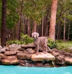 Lost Male Dog last seen Ranch Lake Dr, Magnolia, TX 77354