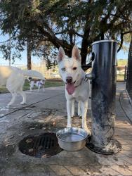 Found/Stray Female Dog last seen Piedmont Road Dog Park, San Jose, CA 95132