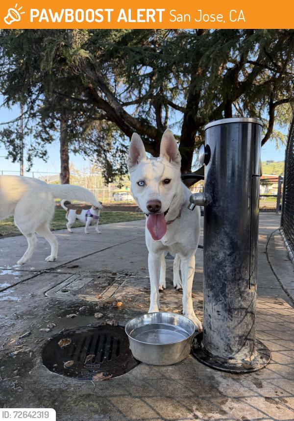Found/Stray Female Dog last seen Piedmont Road Dog Park, San Jose, CA 95132