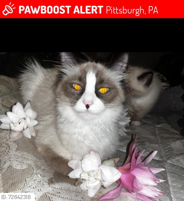 Lost Female Cat last seen Chadwick park across the street next door neighbor and the hse backyard, Pittsburgh, PA 15235
