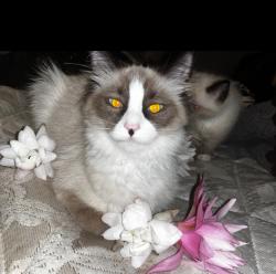 Lost Female Cat last seen Chadwick park across the street next door neighbor and the hse backyard, Pittsburgh, PA 15235