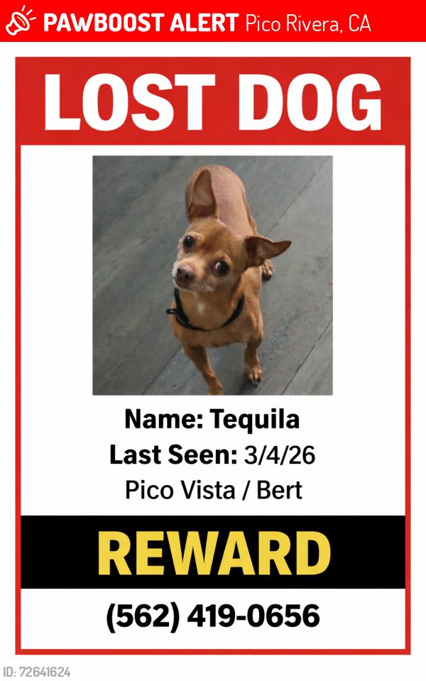 Lost Male Dog last seen Passons pico rivera , Pico Rivera, CA 90660