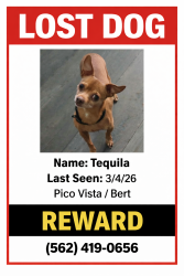 Lost Male Dog last seen Passons pico rivera , Pico Rivera, CA 90660