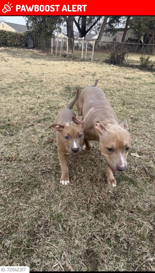 Lost Female Dog last seen Lacona St and Viceroy, Prince George's County, MD 20747