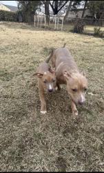 Lost Female Dog last seen Lacona St and Viceroy, Prince George's County, MD 20747