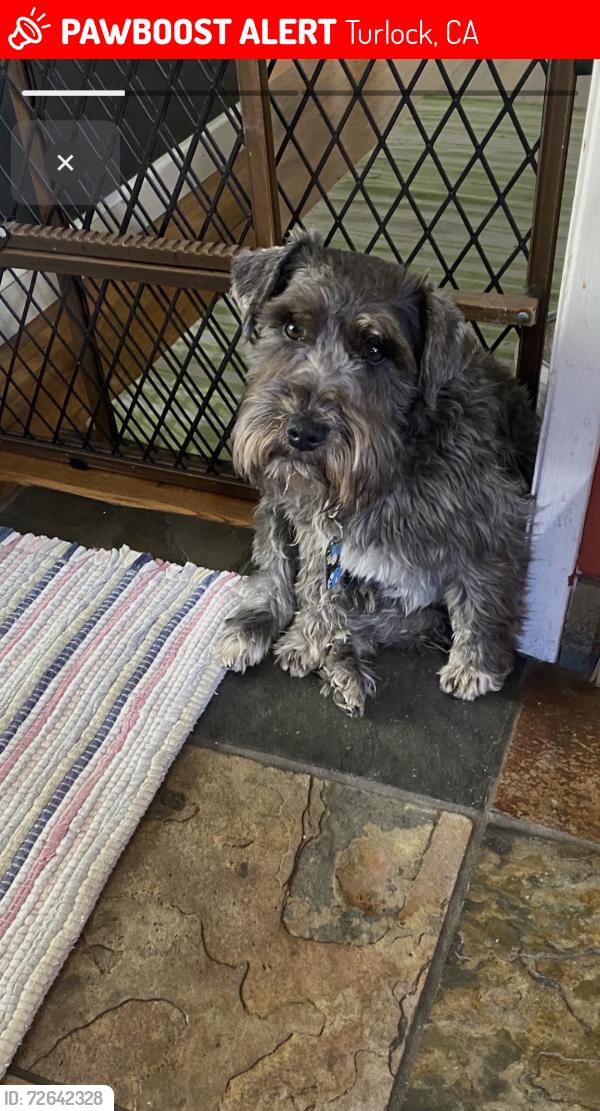 Lost Male Dog last seen Monte vista, Turlock, CA 95381