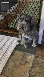 Lost Male Dog last seen Monte vista, Turlock, CA 95381