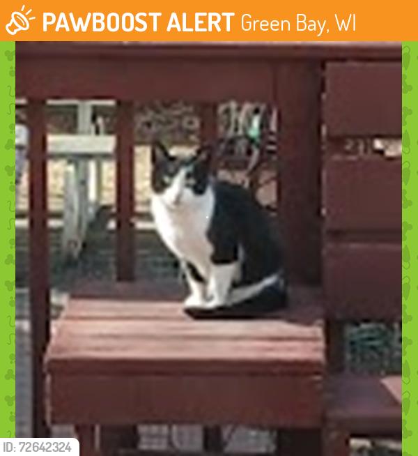 Found/Stray Unknown Cat last seen David Drive off Dousman Street, Green Bay, WI 54303