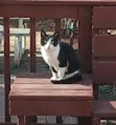 Found/Stray Unknown Cat last seen David Drive off Dousman Street, Green Bay, WI 54303