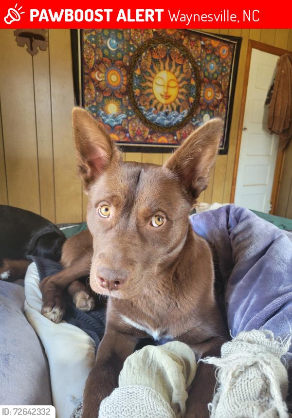 Lost Female Dog last seen Acres View, Waynesville, NC 28786