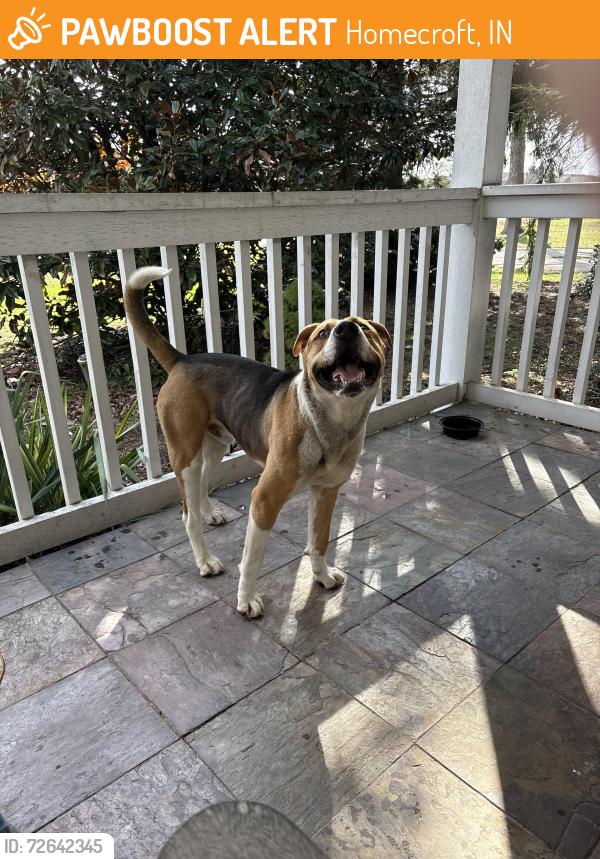 Found/Stray Male Dog last seen Southport HS, Homecroft, IN 46227