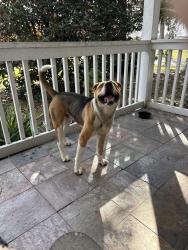 Found/Stray Male Dog last seen Southport HS, Homecroft, IN 46227
