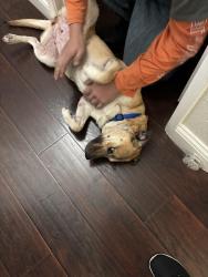 Lost Female Dog last seen Ashcroft Ave Clovis , Clovis, CA 93727
