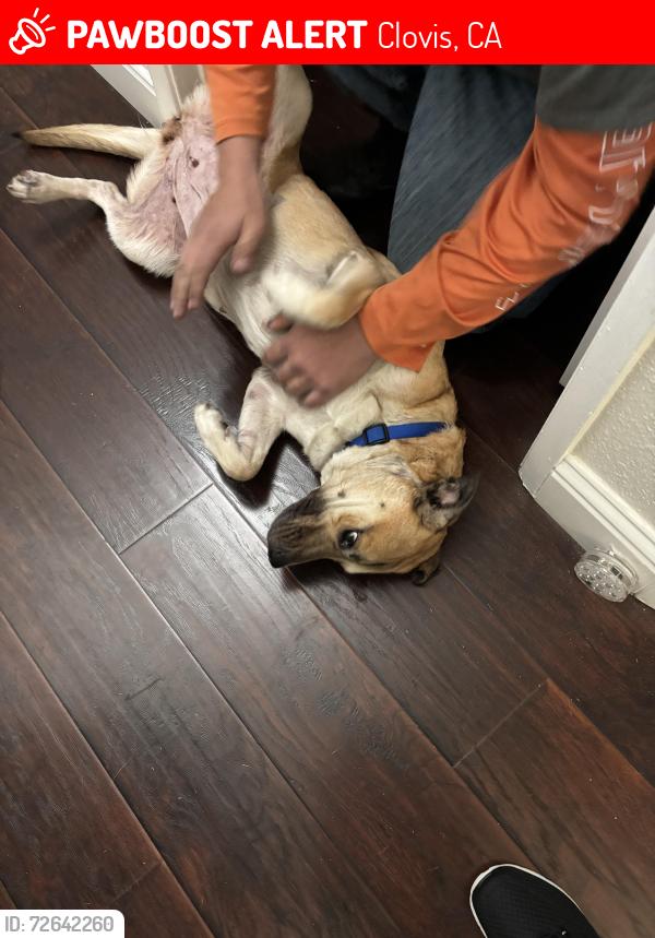 Lost Female Dog last seen Ashcroft Ave Clovis , Clovis, CA 93727