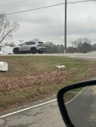Found/Stray Unknown Dog last seen Brockman mcclimon/Westmoreland road , Greer, SC 29651