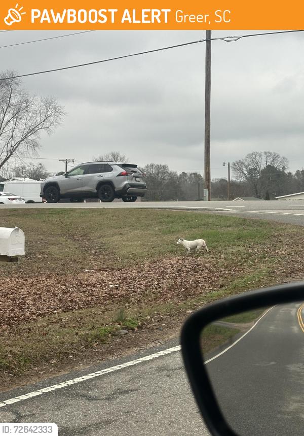 Found/Stray Unknown Dog last seen Brockman mcclimon/Westmoreland road , Greer, SC 29651
