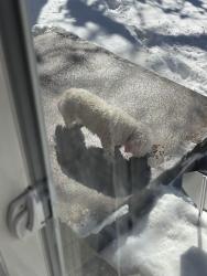 Found/Stray Unknown Dog last seen Tera Park , Aurora, CO 80014