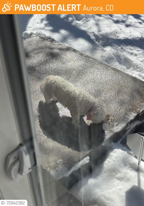 Found/Stray Unknown Dog last seen Tera Park , Aurora, CO 80014