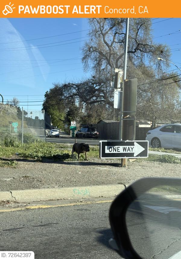Found/Stray Unknown Dog last seen Exit 2 off CA 242, Concord, CA 94520