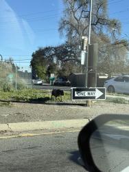 Found/Stray Unknown Dog last seen Exit 2 off CA 242, Concord, CA 94520