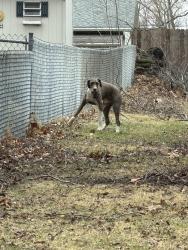 Found/Stray Male Dog last seen N Pleasant Hill BLVD, Pleasant Hill, IA 50327