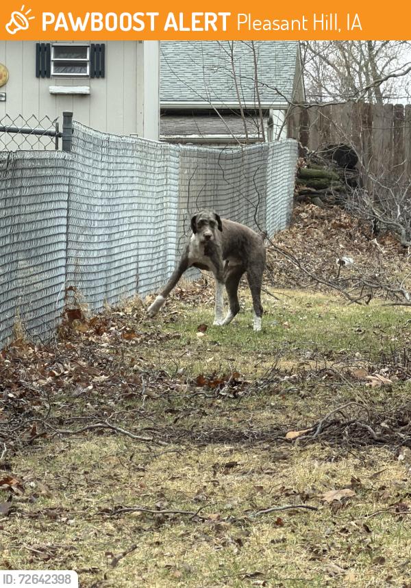 Found/Stray Male Dog last seen N Pleasant Hill BLVD, Pleasant Hill, IA 50327