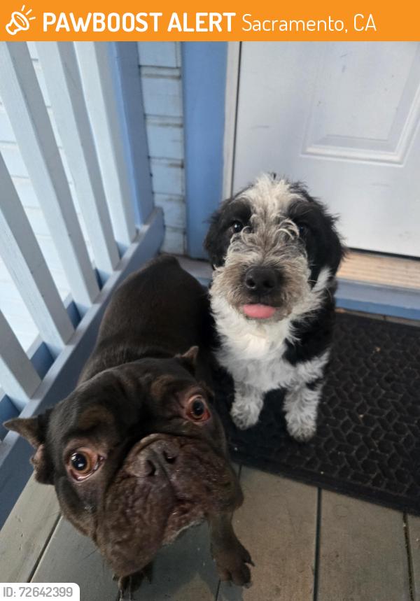 Found/Stray Male Dog last seen 15th and E street, Sacramento, CA 95814