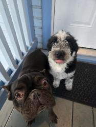 Found/Stray Male Dog last seen 15th and E street, Sacramento, CA 95814