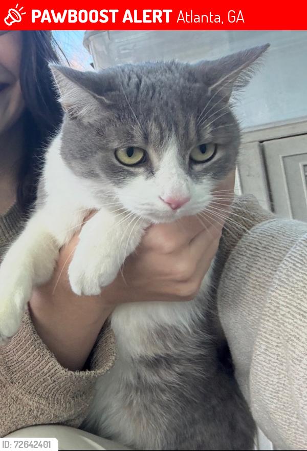 Lost Female Cat last seen Adair Park, Atlanta, GA 30310