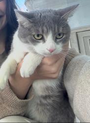 Lost Female Cat last seen Adair Park, Atlanta, GA 30310