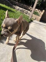 Found/Stray Female Dog last seen Macintosh Drive and Kirkmichael, Riverside, CA 92507