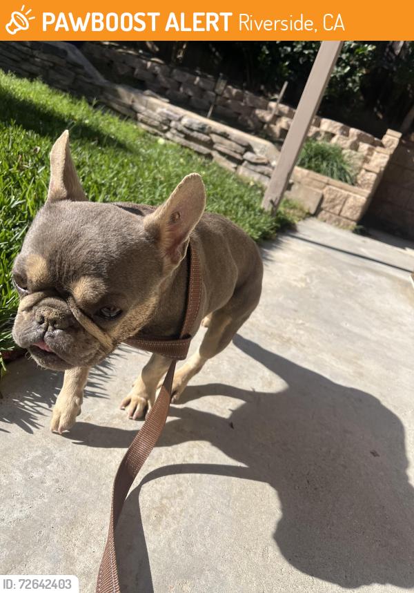 Found/Stray Female Dog last seen Macintosh Drive and Kirkmichael, Riverside, CA 92507